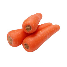 Good Quality Vegetables Of Chinese Fresh Carrot S Size